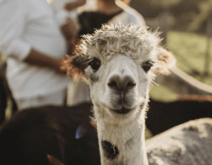 Cover Image for What’s on offer in and around Emsworth this summer…